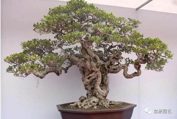 黄杨盆景的制作及养殖方法介绍