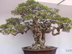 豆瓣黄杨盆景移植后怎么制作养殖的方法