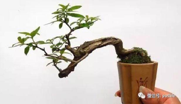 微型盆景的制作注意事项有哪些?