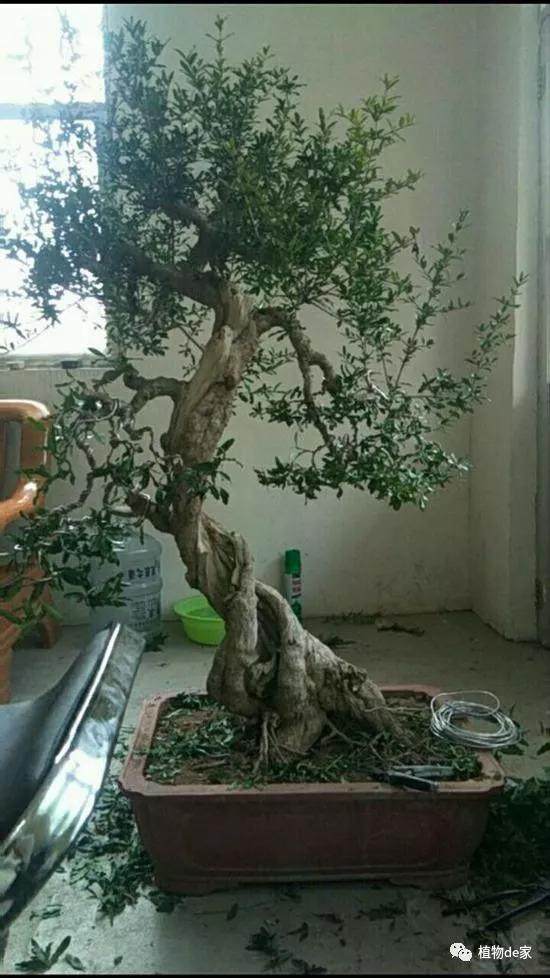 石榴老桩盆景能重新造型吗？