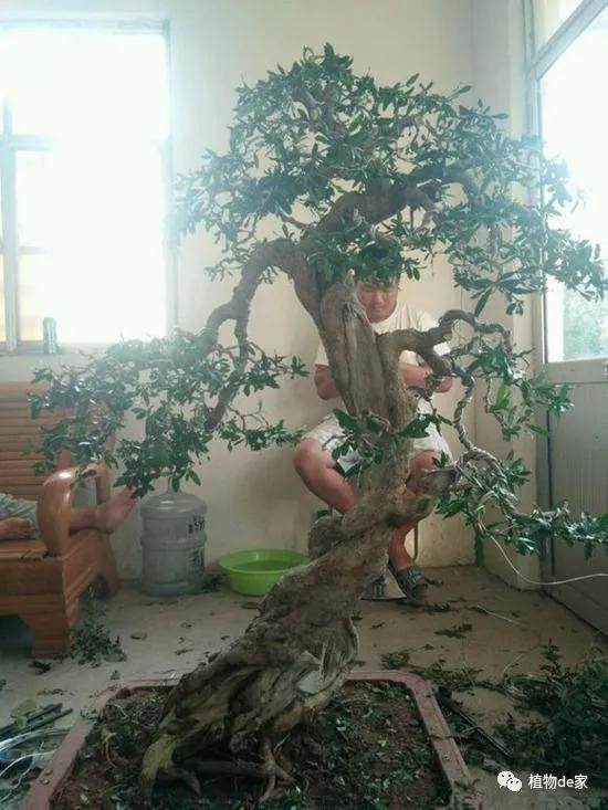 石榴老桩盆景能重新造型吗 图片