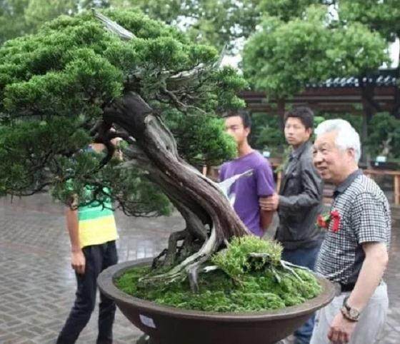 到唐代 盆景文化已经渐渐成型