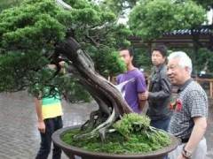 到唐代 盆景文化已经渐渐成型