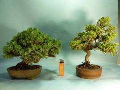 走林盘观盆景 感受崇州社区发展治理之美