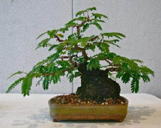 一开始 我把热带含羞草盆景称为小玩具