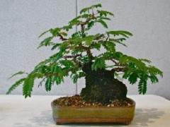 一开始 我把热带含羞草盆景称为小玩具