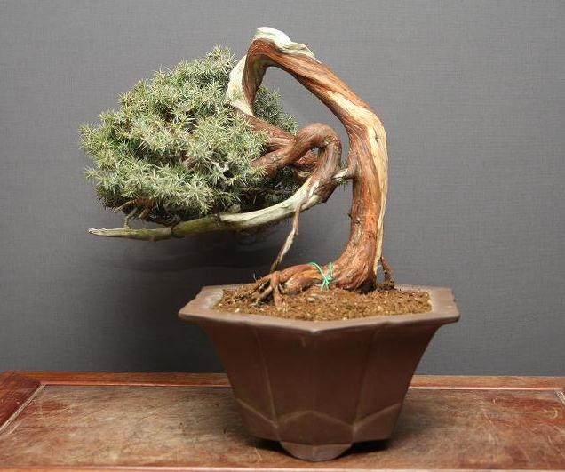 福盆景由中太平洋盆景基金会共同赞助