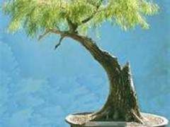 秃头盆景在美国东南部的沼泽地区特别受欢迎