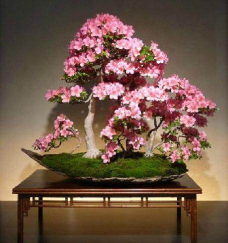 在所有花卉盆景中 杜鹃花盆景也许是最着名的