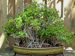 鹅掌盆景不像日本传统风格那样容易塑造