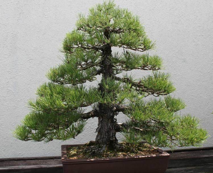  用于制作盆景树的不同类型