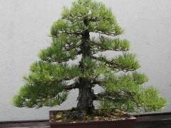 用于制作盆景树的不同类型