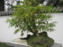 你为什么不在展品上看到很多竹子盆景？