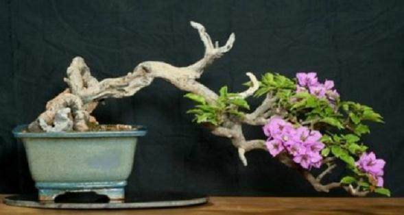 九重葛盆景 - 快速生长,丰富的花朵,喜欢热量