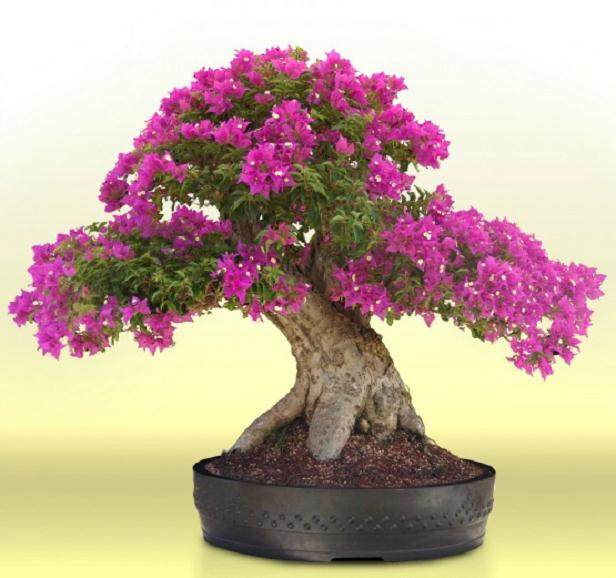 九重葛盆景 - 快速生长,丰富的花朵,喜欢热量