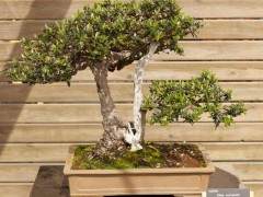 黑橄榄盆景不是由黑橄榄制成的