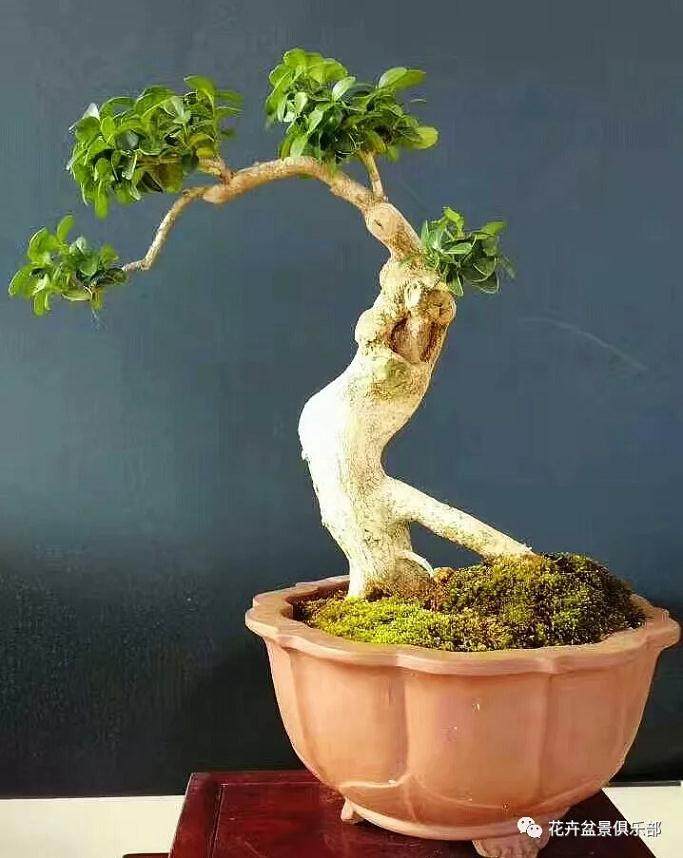 盆景的造型制作中 根部的造型相当重要