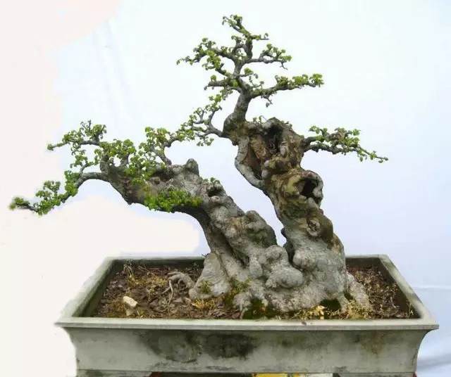 榔榆盆景的制作以及养护