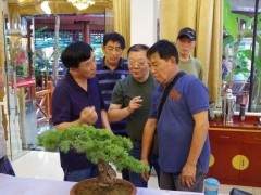 上海盆景艺术师盆景操作表演