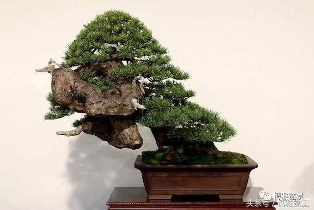 “A盆景网”的宗旨是打造盆景类文化的共享平台