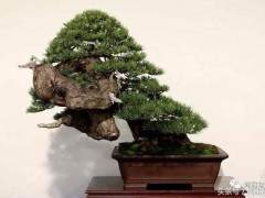 A盆景网的宗旨是打造盆景类文化的共享平台