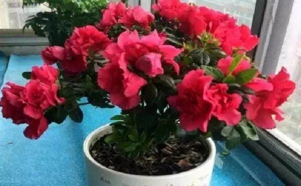 怎样延长杜鹃盆景的花期?