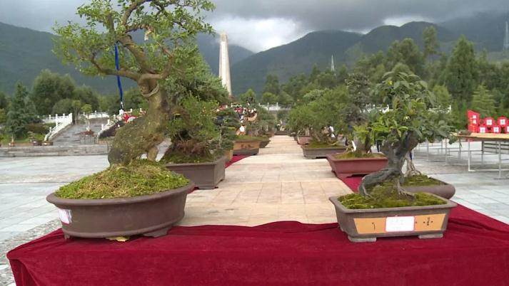 鹤庆县举办2018年盆景展