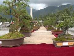 鹤庆县举办2018年盆景展