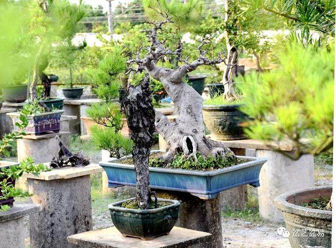 袁浩球——广东岭南盆景艺术家