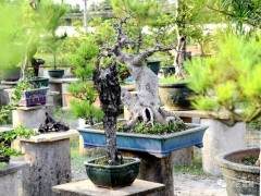 袁浩球-广东岭南盆景艺术家