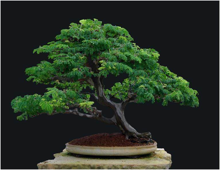 巴西雨树盆景在热带夏季最热的日子似乎有些阴凉