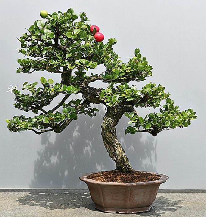 假虎盆景树也被称为纳塔尔梅花