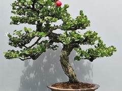 假虎盆景树也被称为纳塔尔梅花