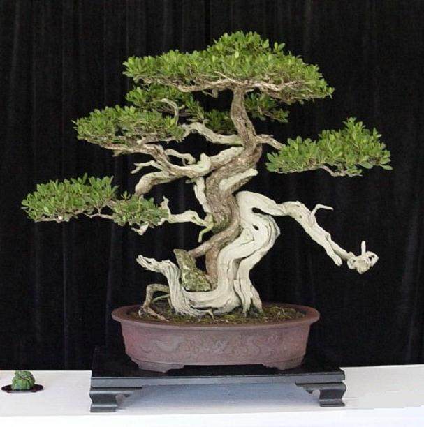 梧桐盆景树通常从野外采集 最有可能具有特征和年龄