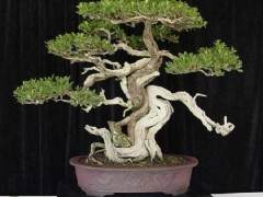 梧桐盆景树通常从野外采集 最有可能具有特征和年龄