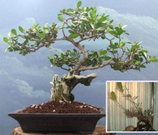 梧桐盆景和一个悲惨的故事