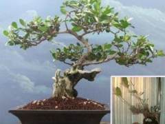 梧桐盆景和一个悲惨的故事