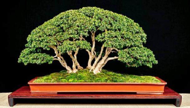 黄杨木盆景树是由阔叶常绿植物的大型黄杨属植物造成的