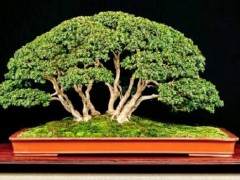 黄杨木盆景树是由阔叶常绿植物的大型黄杨属植物造成的