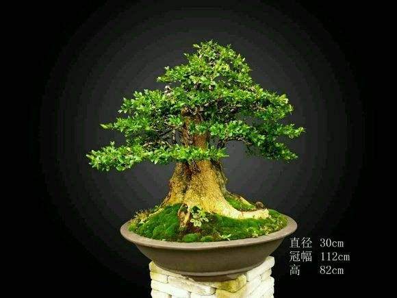 黄杨盆景艺术鉴赏:家有黄杨树,代代出状元!