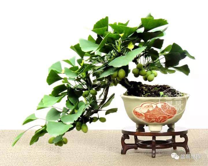 如何让银杏盆景快速成型?