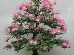 盆景含羞草  丝绸之树