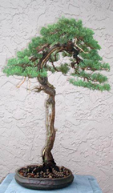 David De Groot是佛罗里达州盆景社团的客座艺术家