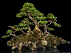 世界上许多人都将杜松盆景作为第一个盆景树