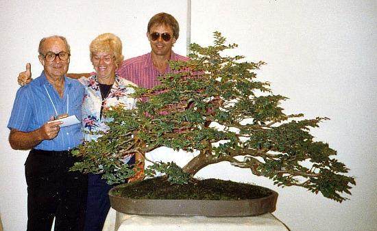 嘉宝果盆景树是一种优雅的果树盆景