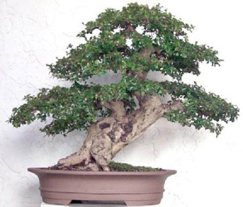 福建茶盆景生长最好 半天到满日