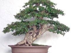 福建茶盆景生长最好 半天到满日