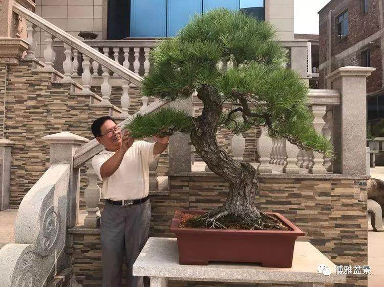 他是盆景界幸福的老顽童?