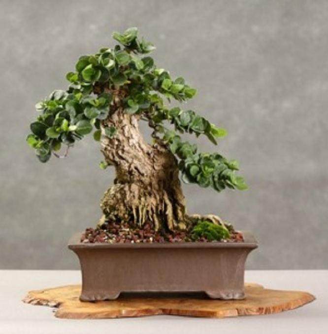 如果您想制作盆景 含羞草可是最好选择