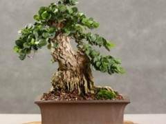 如果您想制作盆景 含羞草可是最好选择